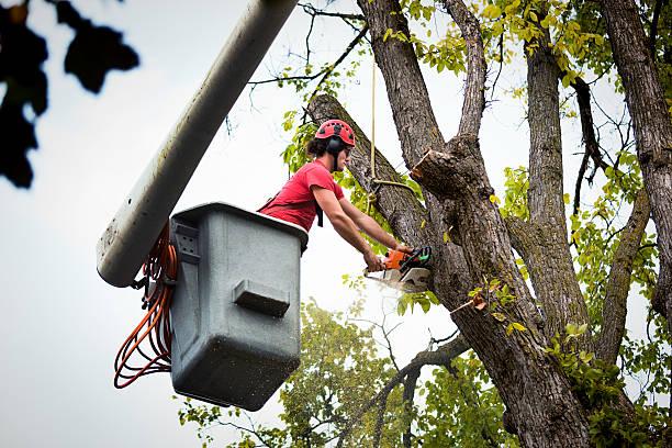 Best Leaf Removal  in Harrison, OH